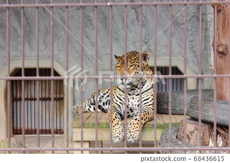 東山動物園Noi Jaguar 東山動物園Noi Jaguar 68436615