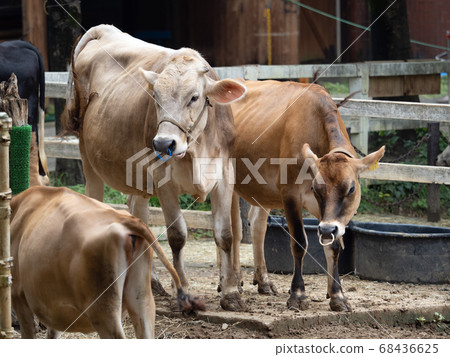 Beef jersey 68436625