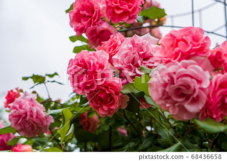 Rose Dream Weaver Sapporo Odori Park 68436658