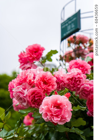 Rose Dream Weaver Sapporo Odori Park 68436659