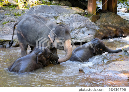 elephants enjoy bathing at a small waterfall elephants enjoy bathing at a small waterfall 68436796