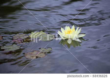 Water lily flowers Water lily flowers 68436826