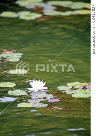 Water lily flowers 68436827