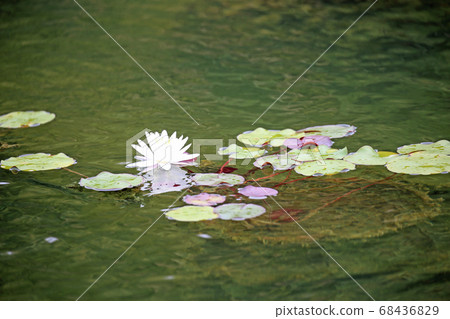 Water lily flowers 68436829