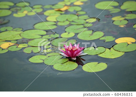 睡蓮鮮花 睡蓮鮮花 68436831