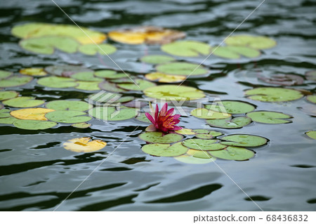睡蓮鮮花 睡蓮鮮花 68436832