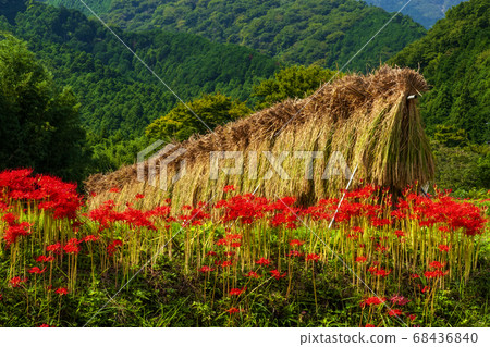 Autumn Red Festival Manjushage Autumn Red Festival Manjushage 68436840