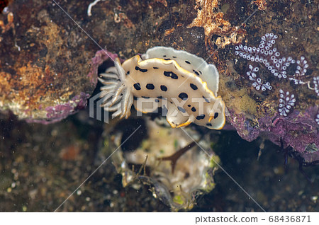 White shrimp White shrimp 68436871