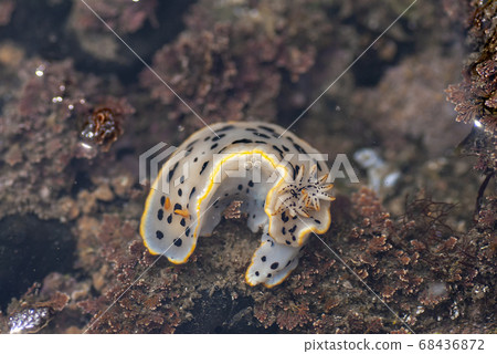 White shrimp 68436872