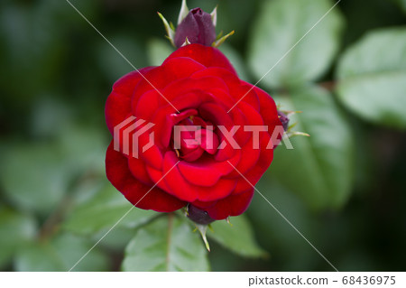 Rose Labagroot Sapporo Odori Park 68436975