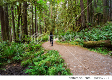 Path in the Green Rain Forest during a summer day Path in the Green Rain Forest during a summer day 68437227
