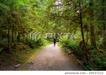 Path in the Green Rain Forest during a summer day 68437232