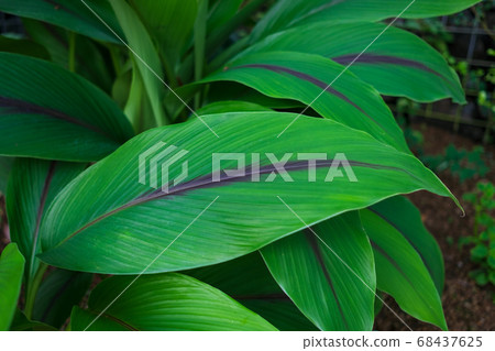 Large dark-colored leaf gauze Large dark-colored leaf gauze 68437625