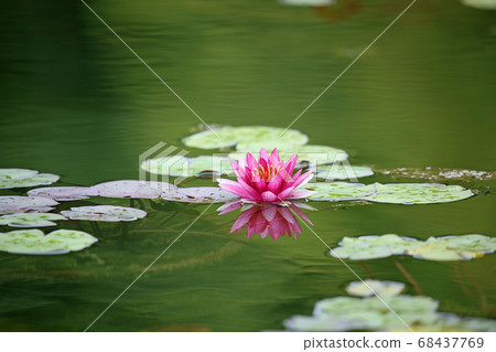 睡蓮鮮花 68437769