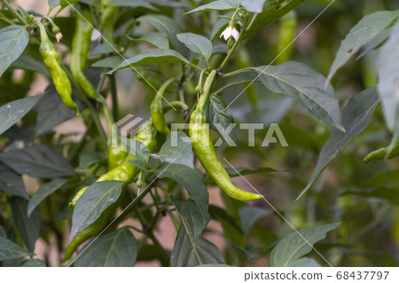  Red peppers 68437797