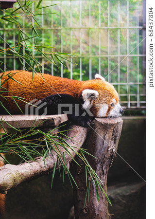 Red panda that is tired from the heat 68437804