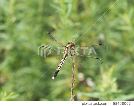 A female of the Lion-tailed Dragonfly perching on dead grass A female of the Lion-tailed Dragonfly perching on dead grass 68438062
