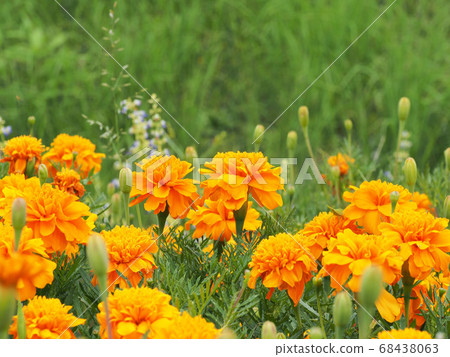 Marigold Marigold 68438063