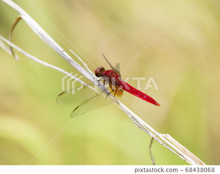Male of Shounge Dragonfly Male of Shounge Dragonfly 68438068