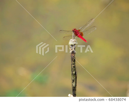 Male of Shounge Dragonfly 68438074