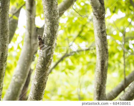 Abra Zemi停在樹上 Abra Zemi停在樹上 68438081