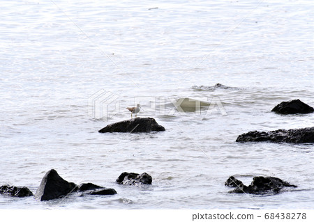 岩石冠sand 岩石冠sand 68438278