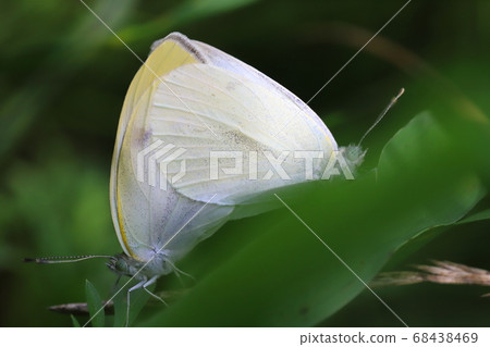 交配的白色蝴蝶在春天領域採取特寫 68438469