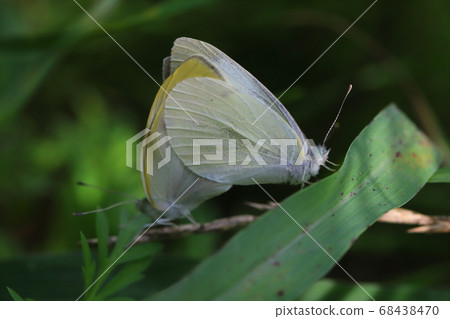 交配的白色蝴蝶在春天領域採取特寫 68438470