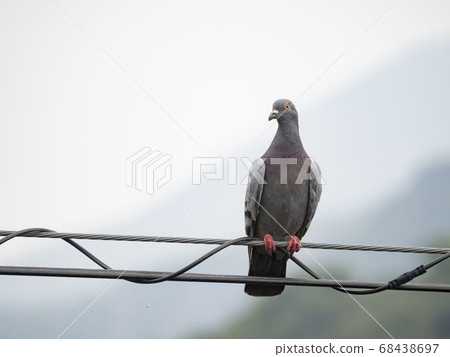 A pigeon that stops on the wire A pigeon that stops on the wire 68438697