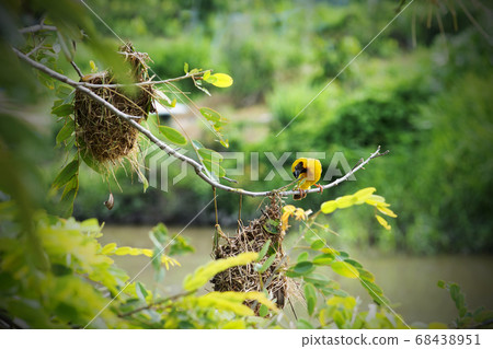Asian golden-weaver bird perched on a branch above 68438951