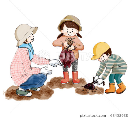 秋收父母和孩子們在挖地瓜 68438988