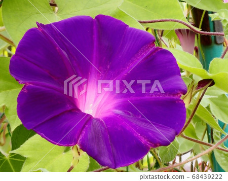 紫色牽牛花花 68439222