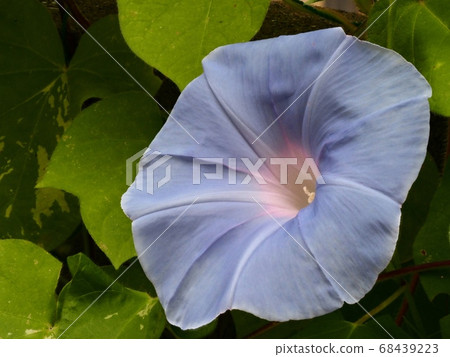 藍色牽牛花花 68439223