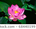 Oga lotus 68440199
