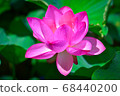 Oga lotus 68440200