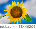 Sun Flower  68440204