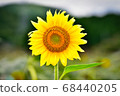 Sun Flower  68440205