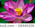 Oga lotus 68440206