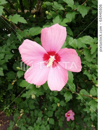 初夏用樹木和粉紅色的花朵 初夏用樹木和粉紅色的花朵 68440806