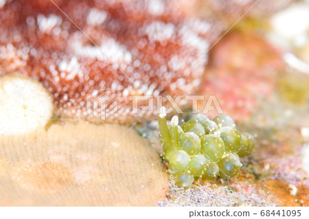 多摩磨海鯛 68441095