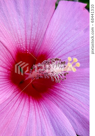 扶陽 扶陽 68441310