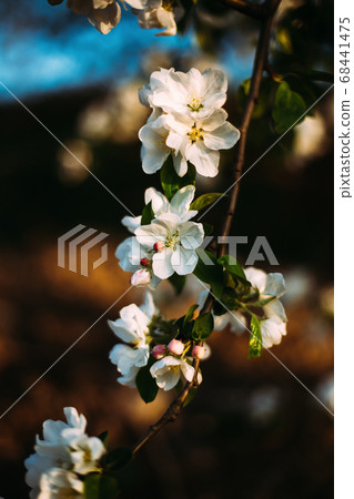 Closeup on apricot blossom selective focus Closeup on apricot blossom selective focus 68441475