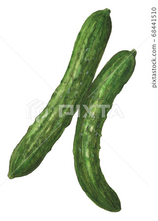 Cucumber watercolor pencil drawing 68441510