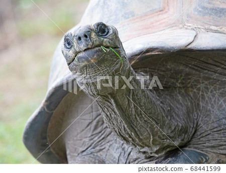 Giant Galapagos turtle eating 68441599