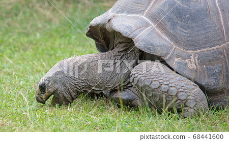 Giant Galapagos turtle eating Giant Galapagos turtle eating 68441600