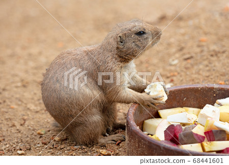 Prairie dog eating Prairie dog eating 68441601