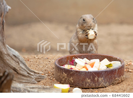 Prairie dog eating 68441602