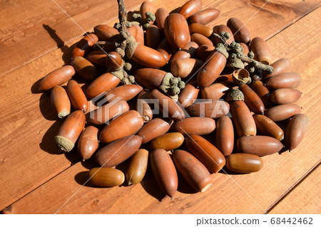 Acorn autumn image Acorn autumn image 68442462