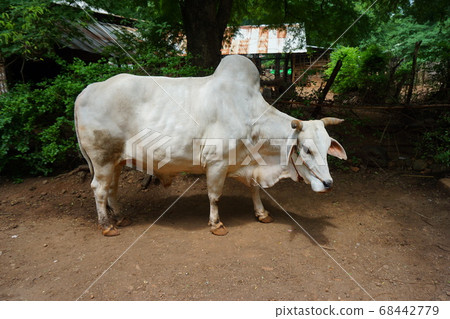 白牛 白牛 68442779