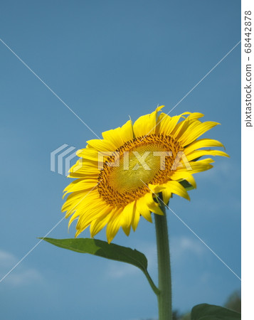 Sunflower in the blue sky summer sky Sunflower in the blue sky summer sky 68442878